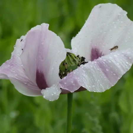 Πανσιόν Zum Wilhelm Germerode